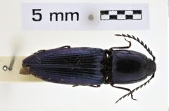 Foto (Dorsalansicht) von Hemicrepidius subcyaneus (NHMW-ZOO-COL-0008958)